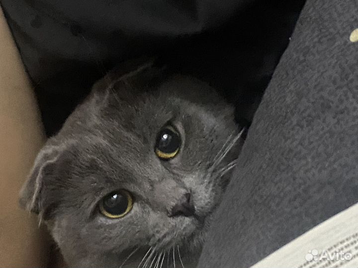 Потерялся кот