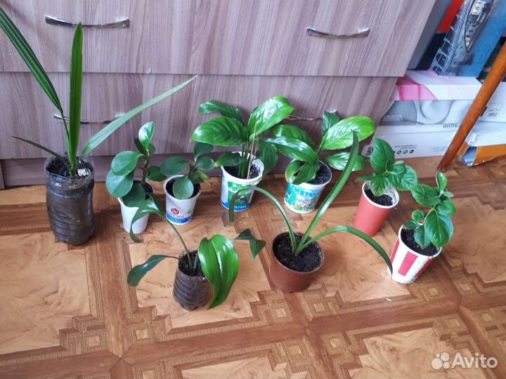 Комнатные цветы