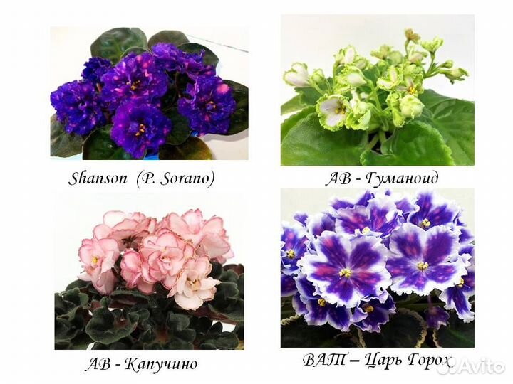 Сортовые фиалки (детки)