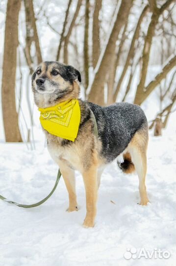 Чудесный пес в добрые руки