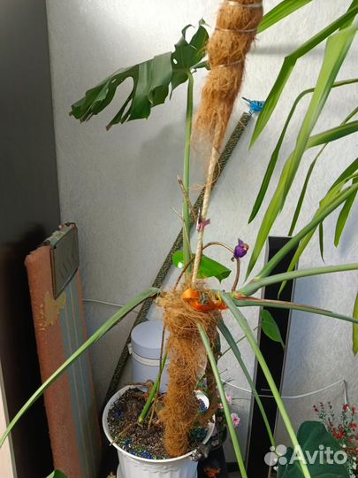 Комнатные растения Юкка/Монстера