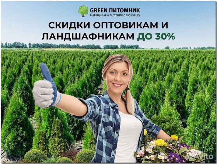 Туя Брабант 1,5-1,7м