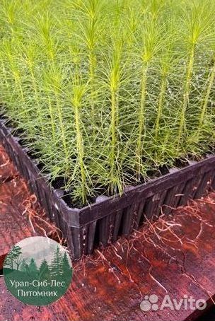 Зкс и окс Сосна Ель Лиственница сеянцы Голуб горн