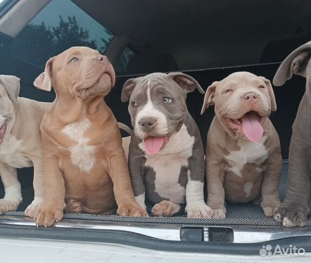 Американский булли покет