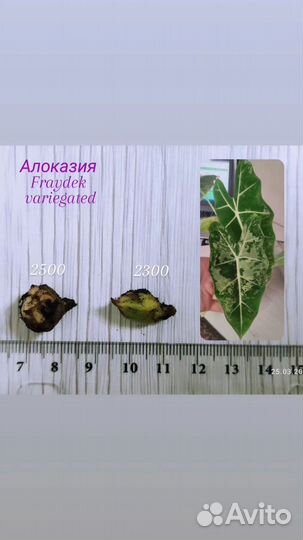 Алоказии разные
