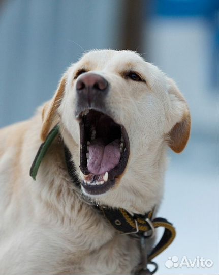 Собака в добрые руки