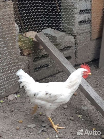 Куры петухи