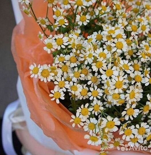 Ромашки Букет из ромашек доставка