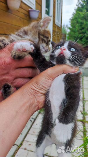 Котята в добрые руки бесплатно