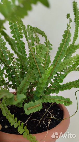 Папоротник