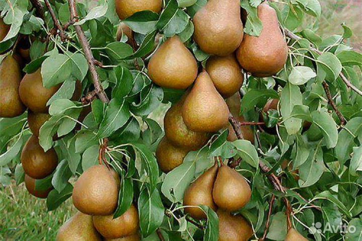 Саженцы груши дюймовочка