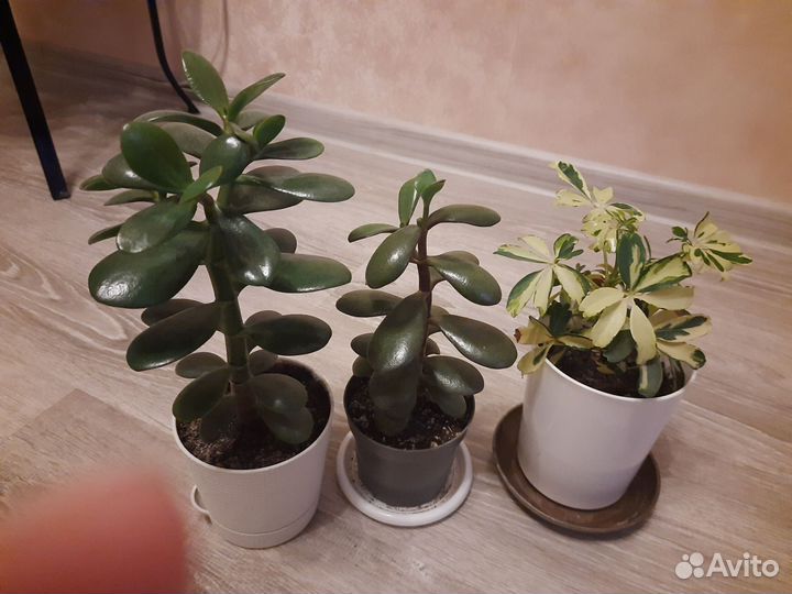 Денежное дерево(Крассула)