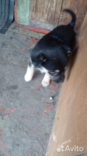 Отдам в добрые руки