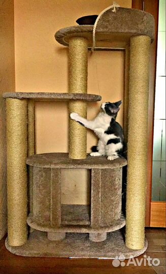 Когтеточка-домик