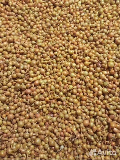 Продаю семена люцерны