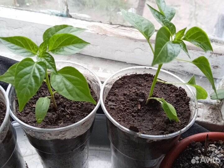 Растение на подъоконнике