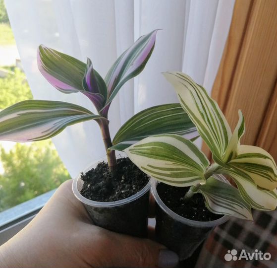 Традесканция