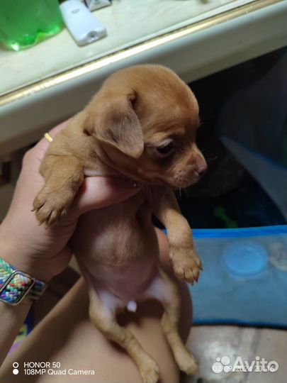 Той-терьер щенки