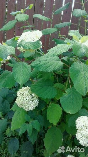 Гортензия, ирисы бородатые