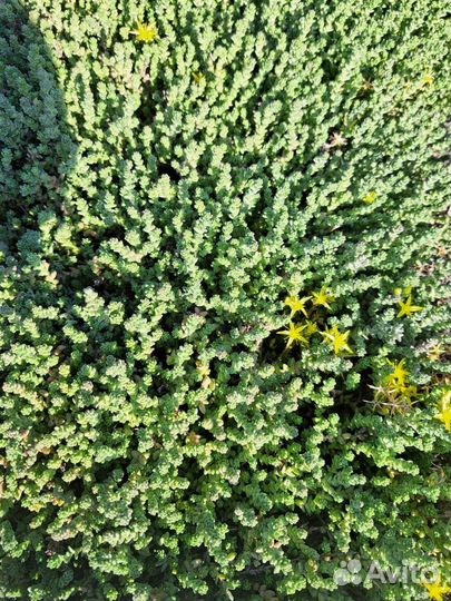 Почвопокровники и другие многолетники