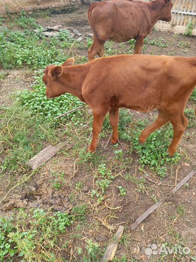 Тёлка 1.5 месяца