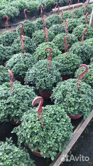 Ампельная хризонтема