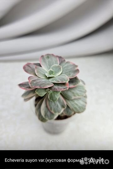 Суккуленты