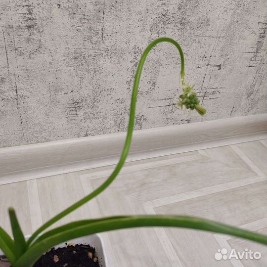 Индийский лук