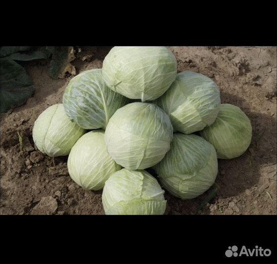 Капуста(Ларсия) опт