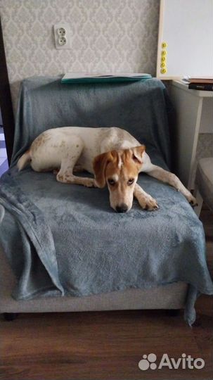 Отдам в добрые руки