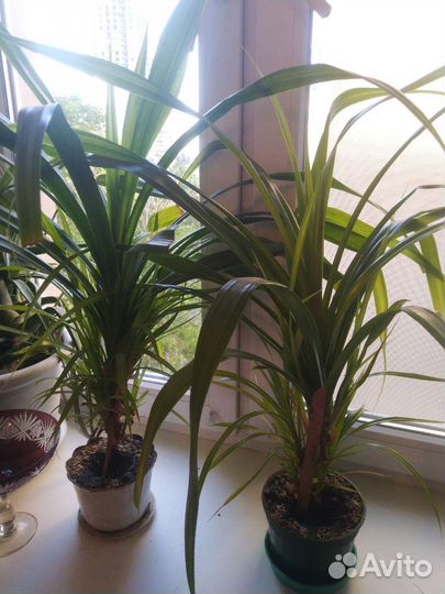 Панданус 3 шт