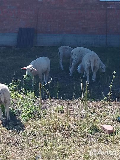 Овцы бараны, ярки, ягнята тексель, рамона