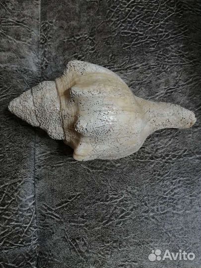 Морские раковины