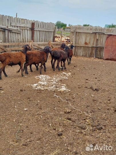 Овцы бараны ягнята