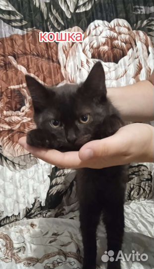 Котята в добрые руки бесплатно