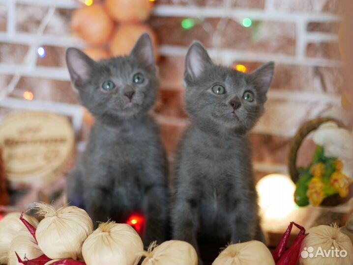 Черные, серые милашки мальчики девочки