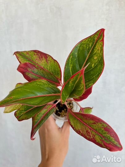 Аглаонема Крит