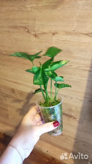 Сингониумы