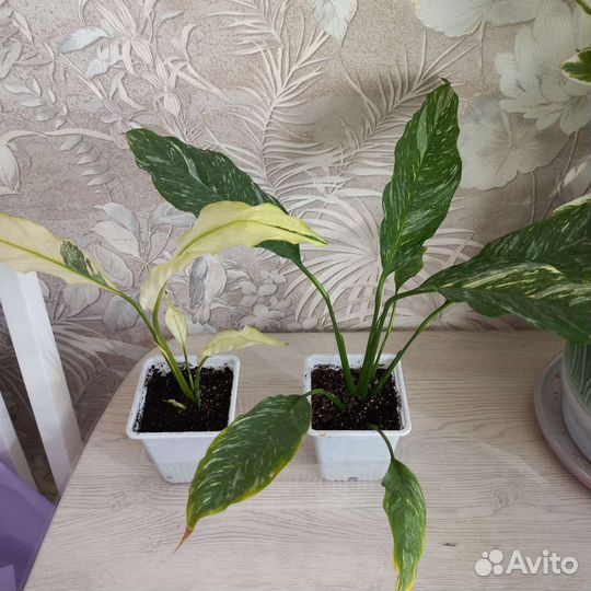 Спатифиллум пятнистый