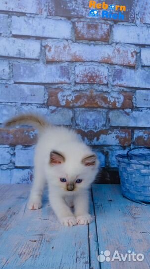Ragdoll девочка Жу жу