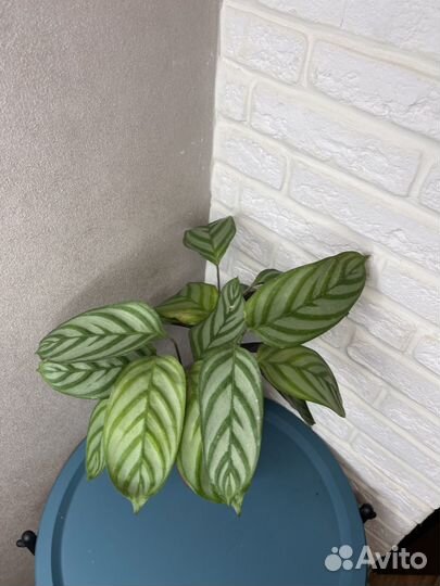 Калатея мейфлор