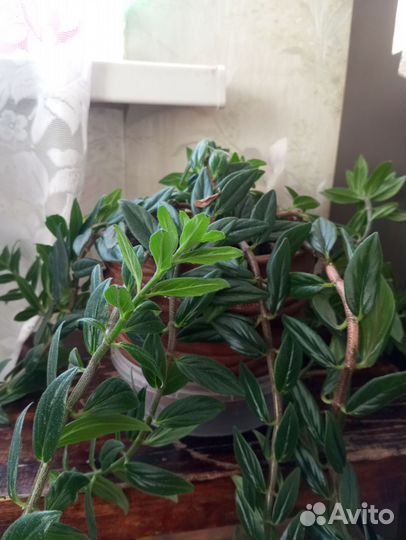 Комнатные цветы