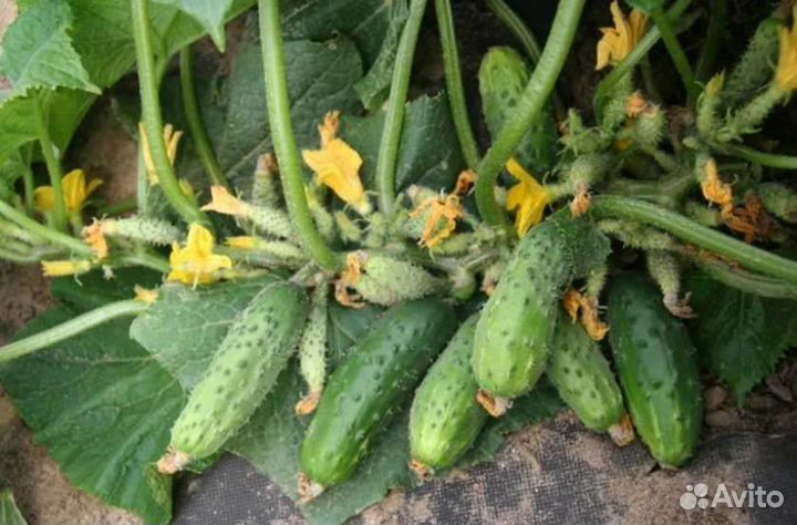 Семена огурцов старинного сорта из СССР