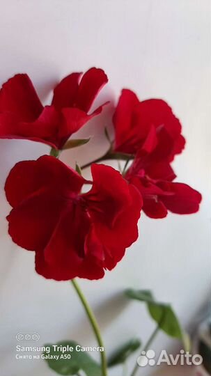 Пеларгония