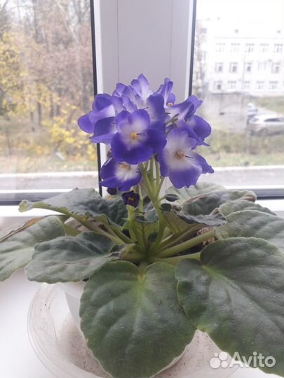 Цветущая фиалка