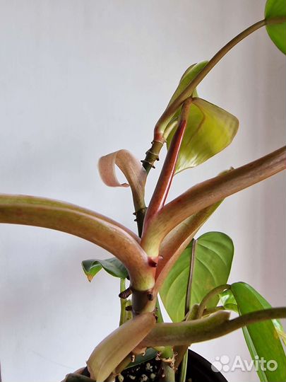 Филодендрон краснеющий. Лиана. Москва. Балашиха