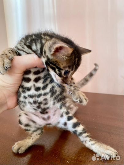 Бенгальские котята