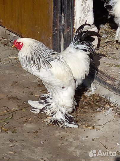 Петух Брама Колумбийская