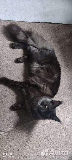 Вязка мейкун+котёнок