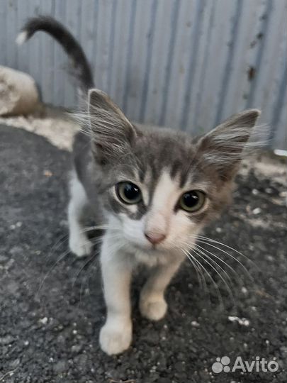 Кошечка в добрые руки